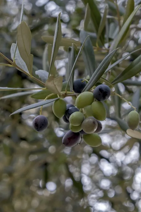Stampa con cornice : Giardino di Olive Stampa con cornice : Giardino di Olive