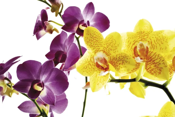 Stampa con cornice : Orchids Stampa con cornice : Orchids