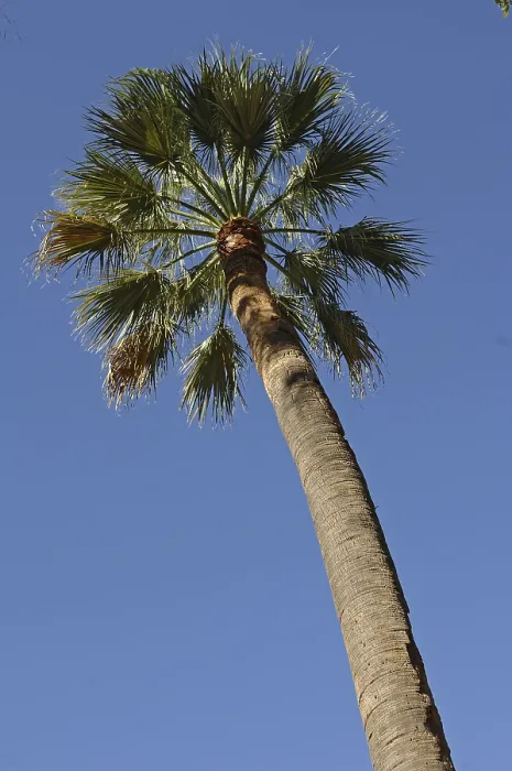 Stampa con cornice : Palm Stampa con cornice : Palm