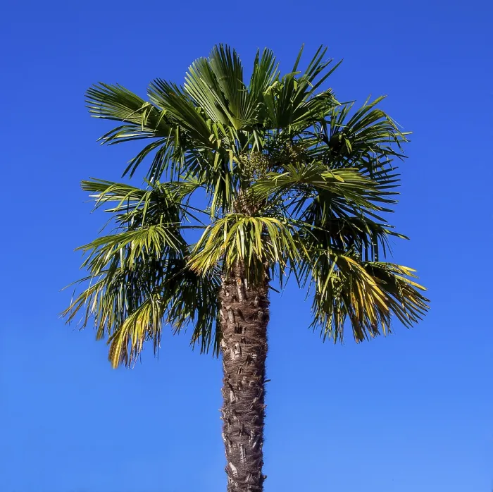 Stampa con cornice : Palma su un cielo azzurro Stampa con cornice : Palma su un cielo azzurro