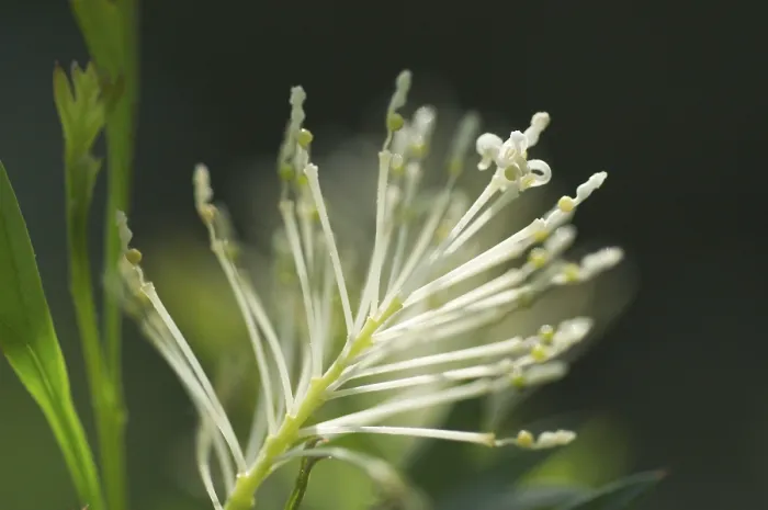 Stampa con cornice : Panicle Stampa con cornice : Panicle