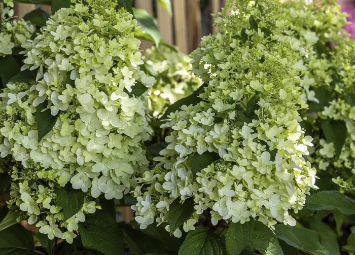 Stampa con cornice : Hydrangea paniculata. Stampa con cornice : Hydrangea paniculata.