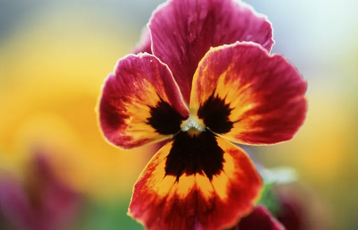 Stampa con cornice : Pansy