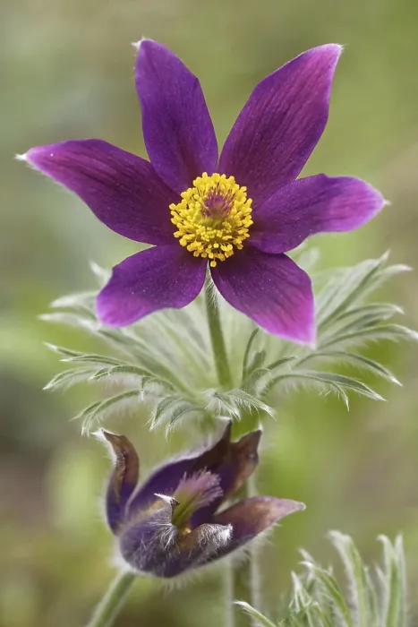Stampa con cornice : Fiore di Pasqua Stampa con cornice : Fiore di Pasqua