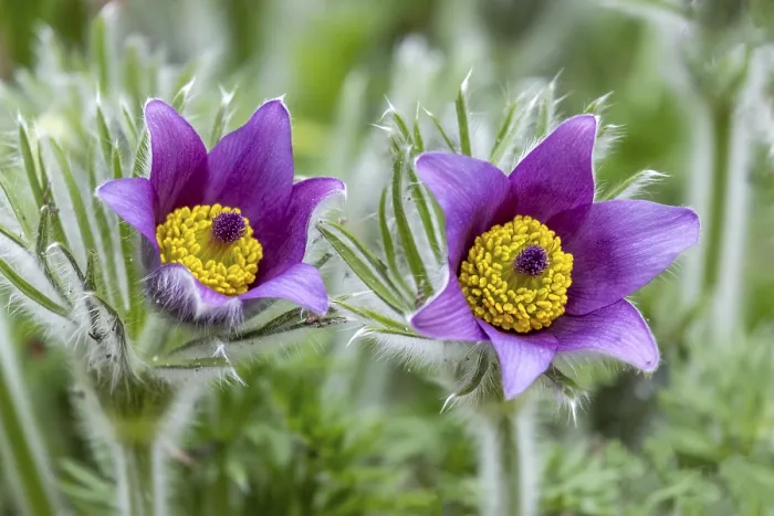 Stampa con cornice : Fiore di Pasqua