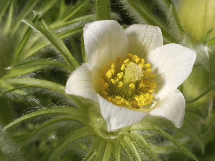 Stampa con cornice : Fiore di Pasqua Stampa con cornice : Fiore di Pasqua