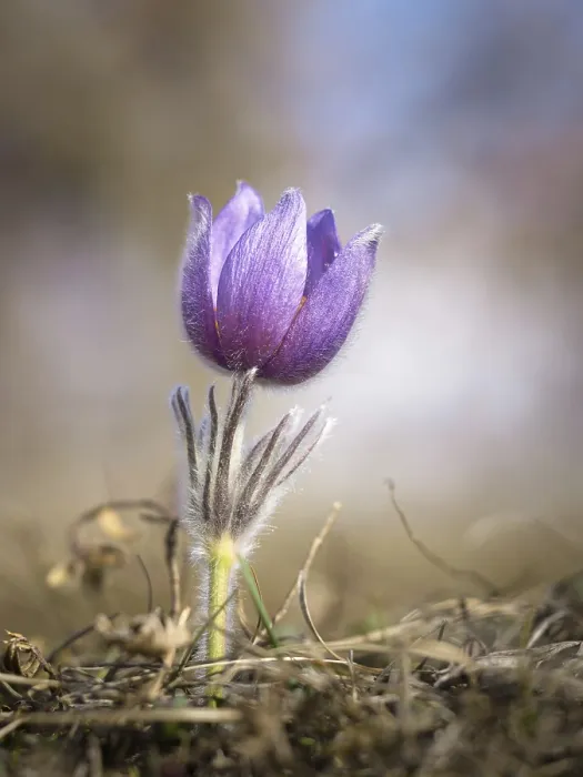 Stampa con cornice : Fiore di Pasqua in primavera.