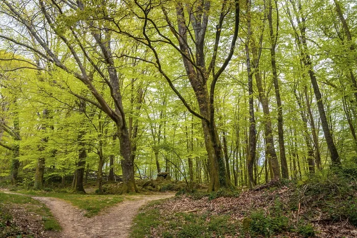 Stampa con cornice : Sentiero nella foresta, Paesi Baschi.