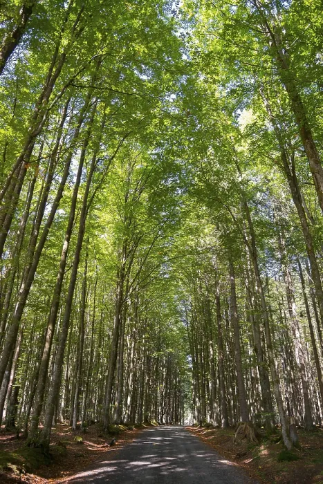 Stampa con cornice : Sentiero e alberi nella Šumava.