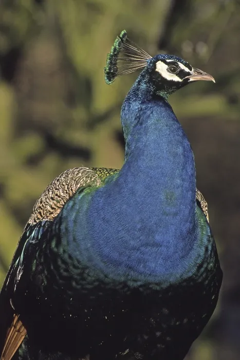 Stampa con cornice : Peacock Stampa con cornice : Peacock