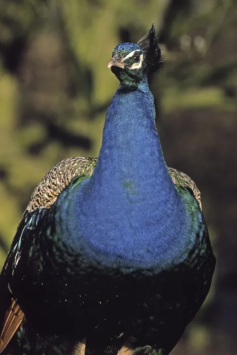 Stampa con cornice : Peacock Stampa con cornice : Peacock