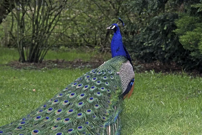 Stampa con cornice : Peacock Stampa con cornice : Peacock
