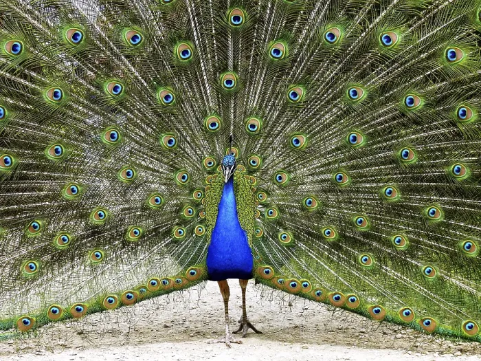 Stampa con cornice : peacock Stampa con cornice : peacock