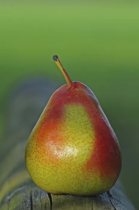 Stampa con cornice : Pear Stampa con cornice : Pear
