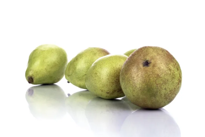 Stampa con cornice : Pere (Pyrus)
