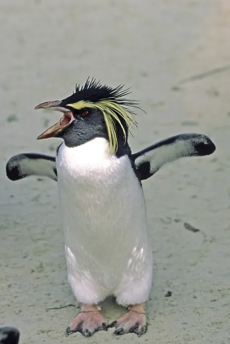 Stampa con cornice : Penguin Stampa con cornice : Penguin