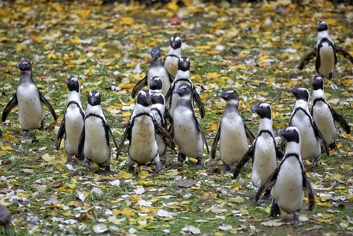 Stampa con cornice : Pinguini in un prato. Stampa con cornice : Pinguini in un prato.