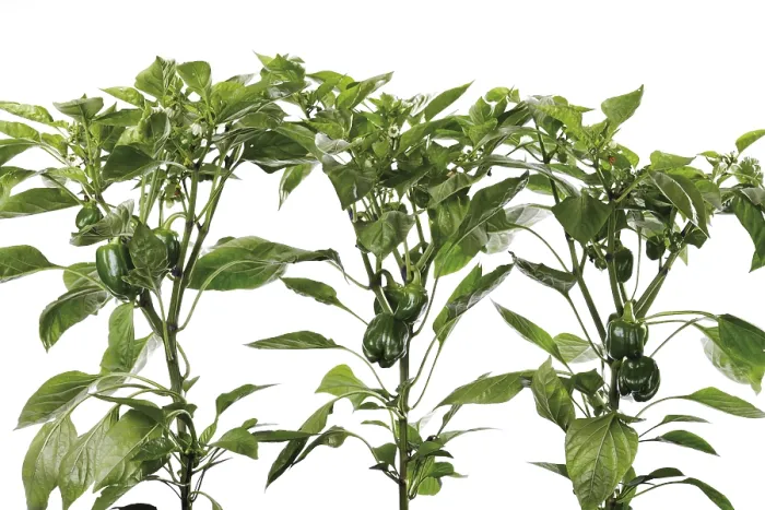 Stampa con cornice : Piante di peperoncino (Capsicum).