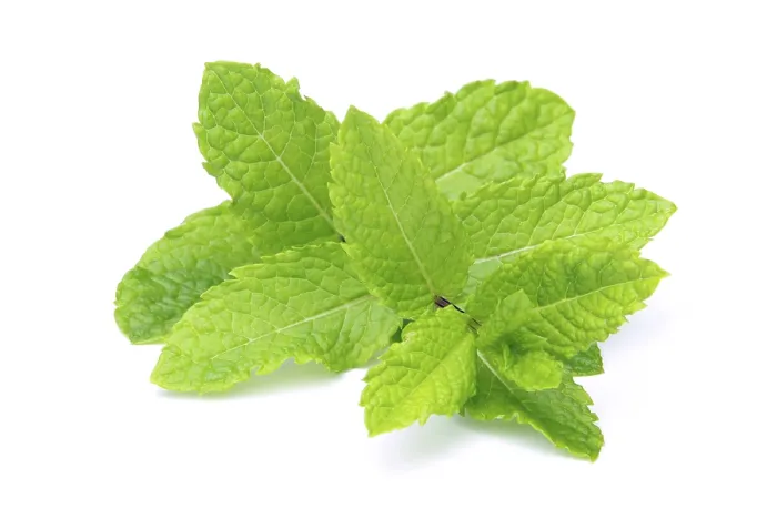Stampa con cornice : Peppermint, menta di pepe.