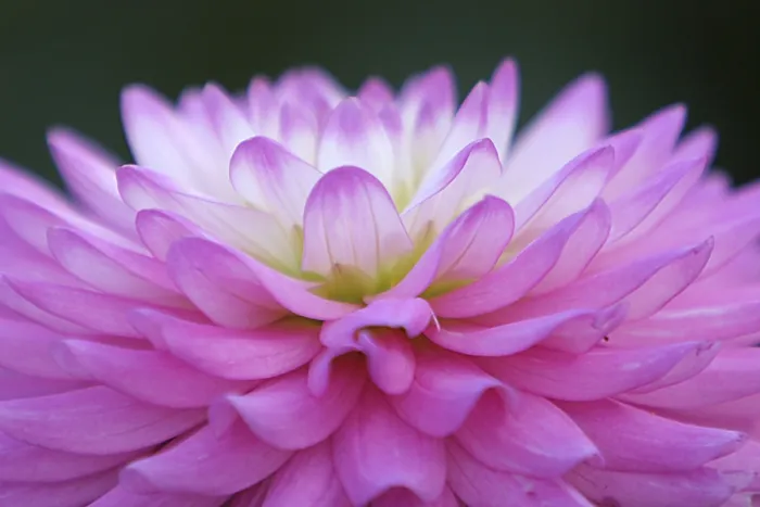 Stampa con cornice : Petals Stampa con cornice : Petals