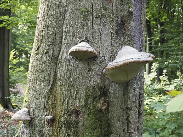 Stampa con cornice : Phellinus igniarius (Phellinus igniarius) su un albero. Stampa con cornice : Phellinus igniarius (Phellinus igniarius) su un albero.