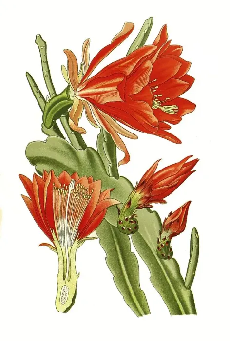 Stampa con cornice : Phyllanthoides, cactus a stelo foglioso. Stampa con cornice : Phyllanthoides, cactus a stelo foglioso.