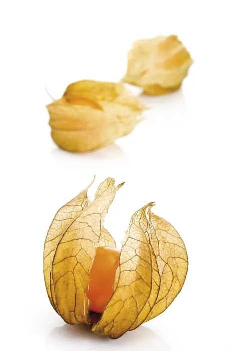 Stampa con cornice : Physalis Stampa con cornice : Physalis