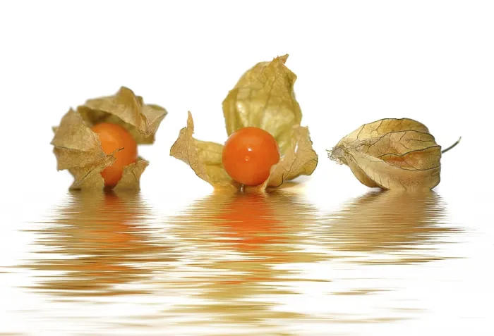 Stampa con cornice : Tre Physalis (Physalis) Stampa con cornice : Tre Physalis (Physalis)
