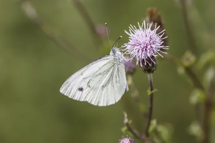 Stampa con cornice : Pieris napi, Rapsberry
