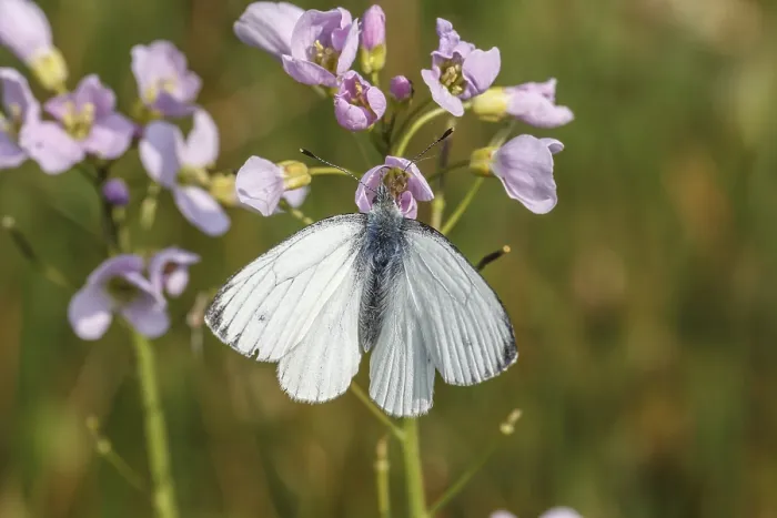 Stampa con cornice : Pieris napi, Rapsberry