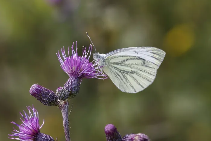 Stampa con cornice : Pieris napi, Rapsberry Stampa con cornice : Pieris napi, Rapsberry