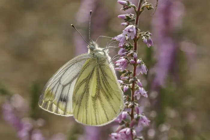 Stampa con cornice : Pieris napi, Rapsberry Stampa con cornice : Pieris napi, Rapsberry