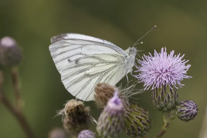 Stampa con cornice : Pieris napi, Rapsberry Stampa con cornice : Pieris napi, Rapsberry