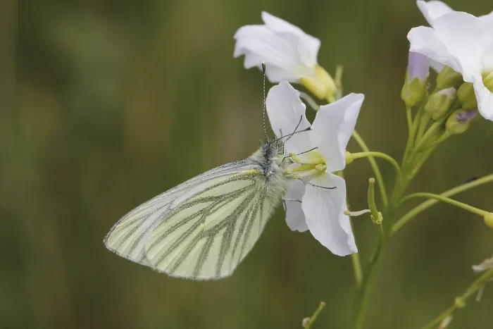 Stampa con cornice : Pieris napi, Rapsberry Stampa con cornice : Pieris napi, Rapsberry