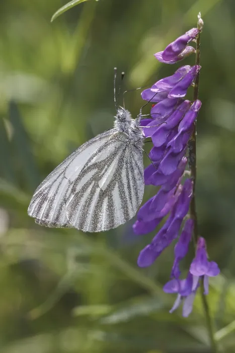 Stampa con cornice : Pieris napi, Rapsberry