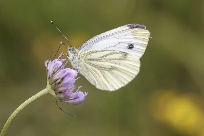 Stampa con cornice : Pieris napi, Rapsberry Stampa con cornice : Pieris napi, Rapsberry