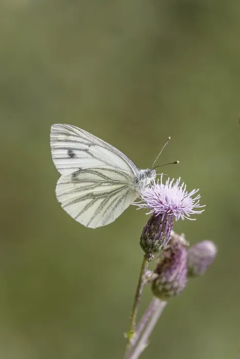 Stampa con cornice : Pieris napi, Rapsberry