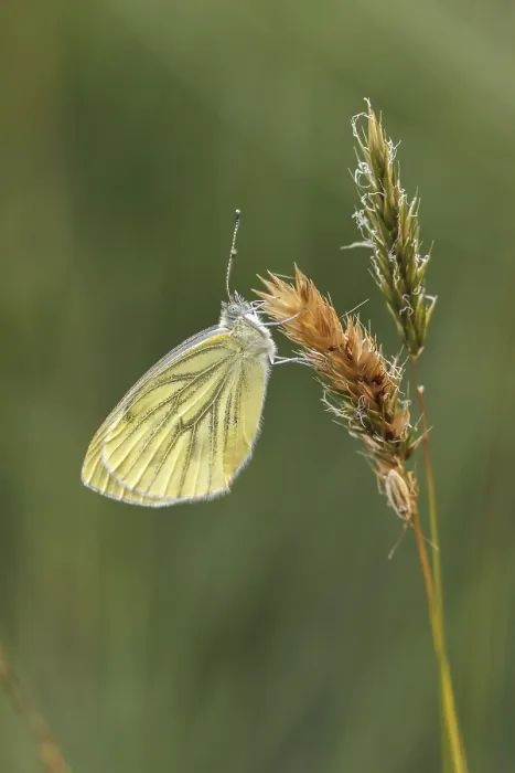 Stampa con cornice : Pieris napi, Rapsberry Stampa con cornice : Pieris napi, Rapsberry