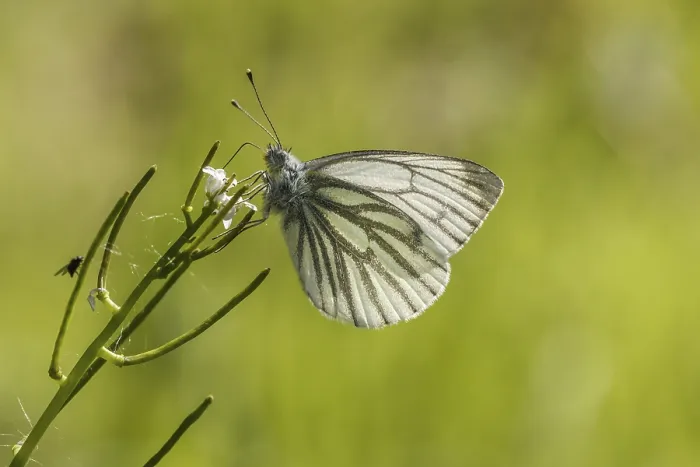 Stampa con cornice : Pieris napi, Rapsberry Stampa con cornice : Pieris napi, Rapsberry