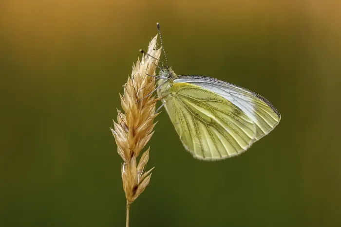 Stampa con cornice : Pieris napi, Rapsberry. Stampa con cornice : Pieris napi, Rapsberry.