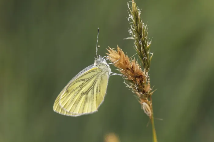 Stampa con cornice : Pieris napi, Rapsberry Stampa con cornice : Pieris napi, Rapsberry