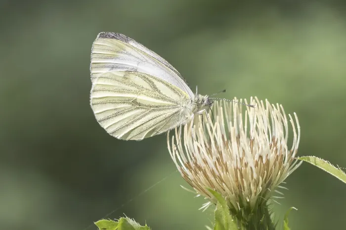 Stampa con cornice : Pieris napi, Rapsberry. Stampa con cornice : Pieris napi, Rapsberry.