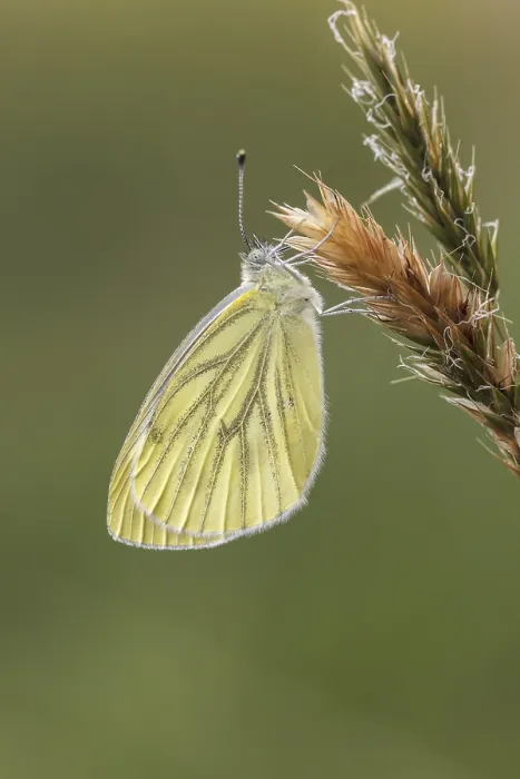Stampa con cornice : Pieris napi, Rapsberry.