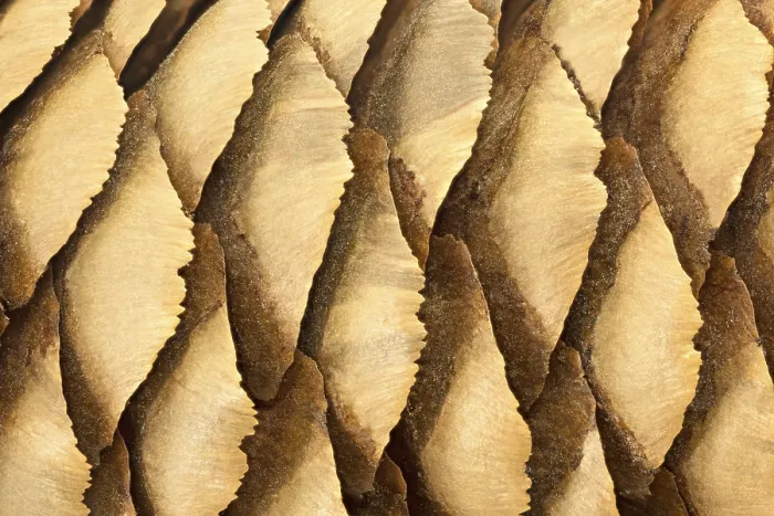 Stampa con cornice : Pine cone macro come sfondo. Stampa con cornice : Pine cone macro come sfondo.