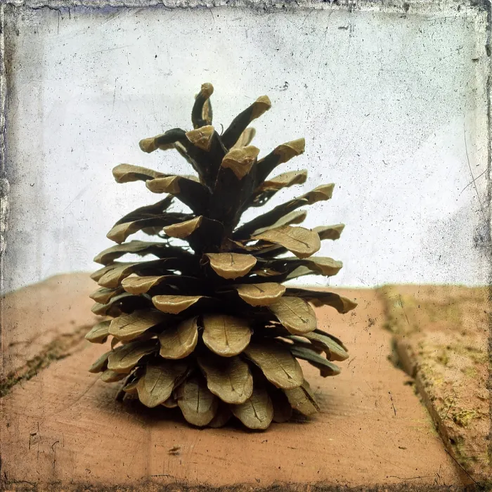 Stampa con cornice : Pine cones Stampa con cornice : Pine cones