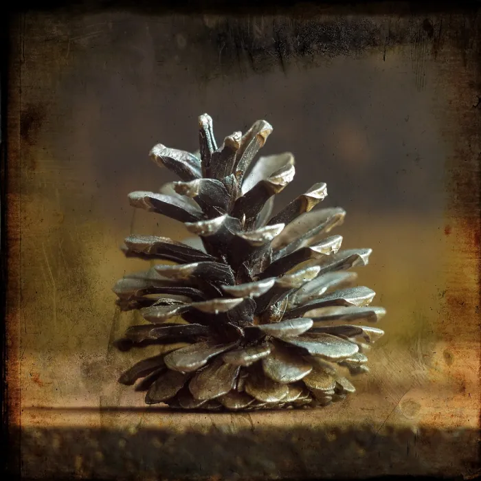 Stampa con cornice : Pine cones Stampa con cornice : Pine cones