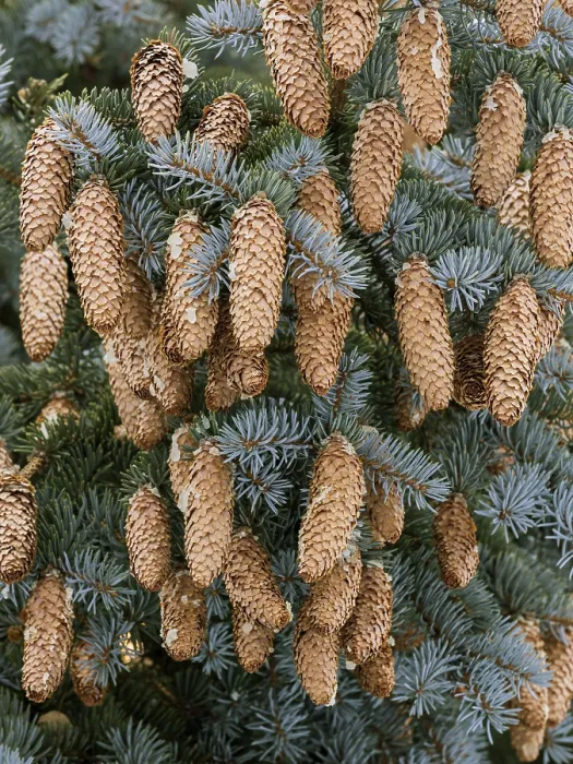 Stampa con cornice : Pine cones su albero, Austria.