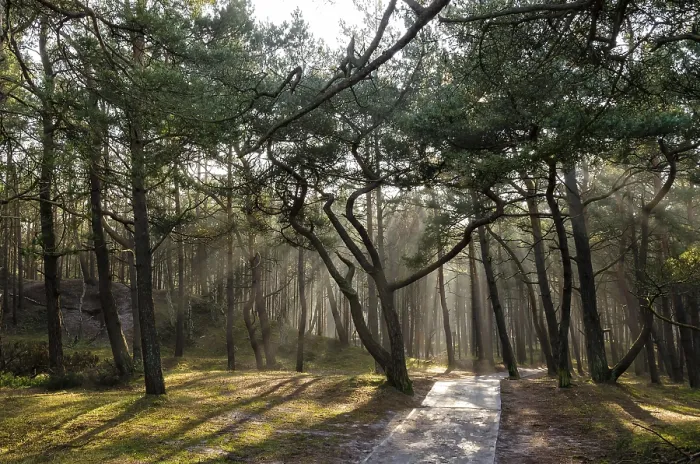 Stampa con cornice : Foresta di pino. Stampa con cornice : Foresta di pino.