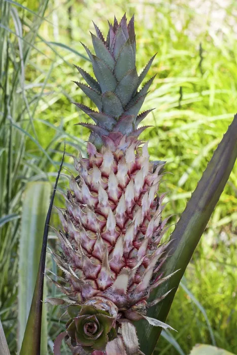 Stampa con cornice : Ananas comosus Stampa con cornice : Ananas comosus