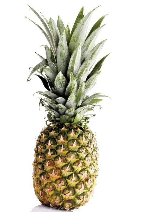 Stampa con cornice : Pineapple (Ananas comosus) Stampa con cornice : Pineapple (Ananas comosus)